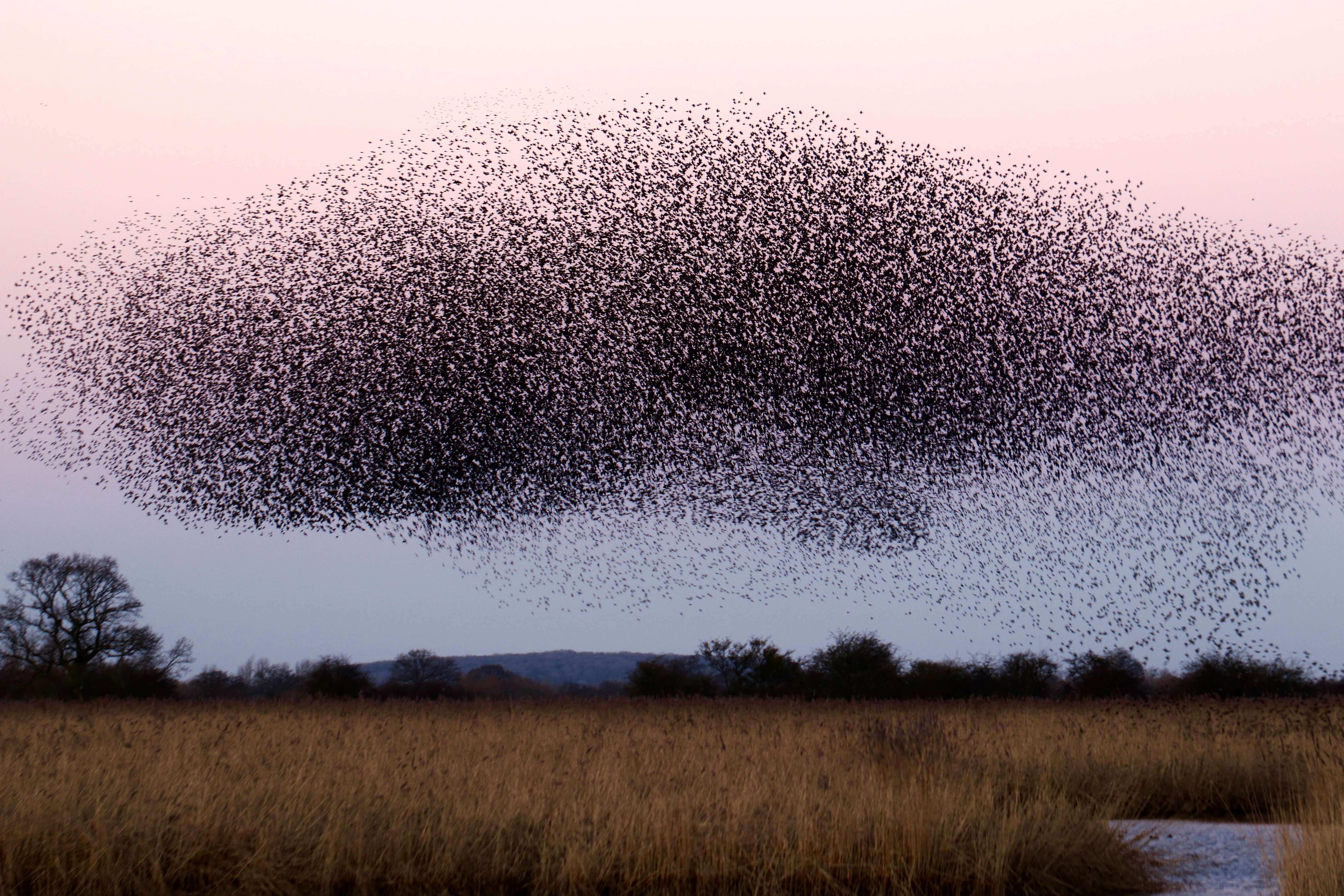 A murmuration